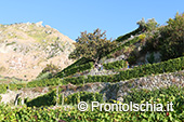 La vendemmia ai Giardini Arimei a Panza 12